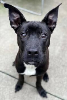Charcoal -  Pit Bull Terrier Dog for Adoption in Chicago, Illinois - Charcoal | PetCurious