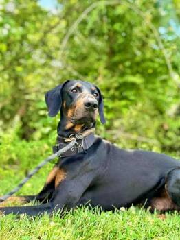 prince -  Doberman Pinscher Dog for Adoption in Waverly, Tennessee - Prince | PetCurious