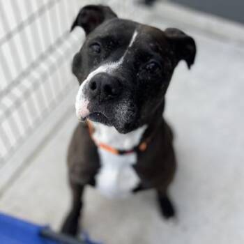 Mixed Breed Dogs Available for Adoption in Janesville, Wisconsin - Capone | PetCurious