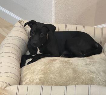 Elle -  Boxer Dog for Adoption in Elizabeth, Colorado - Elle | PetCurious