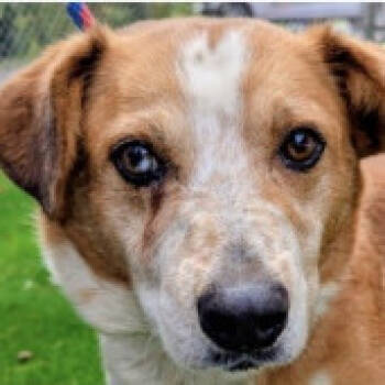 Rescue Cattle Dog Dogs for Adoption in Fairfax, Virginia - Handsome Ned | PetCurious