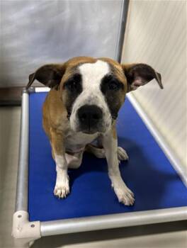 Hennesy - URGENT - LONGTIME RESIDENT -  Pit Bull Terrier and Australian Cattle Dog Blue Heeler Dog for Adoption in Thousand Oaks, California - Hennesy - URGENT - LONGTIME RESIDENT | PetCurious