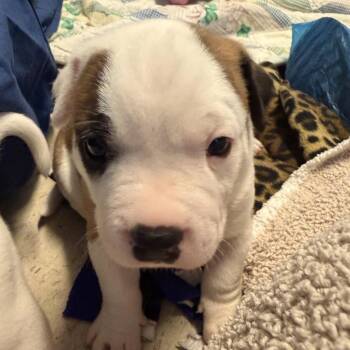 Carnation pup 3 -  Pit Bull Terrier Dog for Adoption in Austin, Texas - Carnation Pup 3 | PetCurious