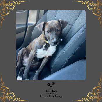 Rescue American Staffordshire Terrier and Terrier Dogs for Adoption in Cumberland, Rhode Island - Buddy | PetCurious