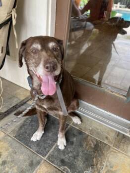 Rescue Labrador Retriever and Mixed Breed Dogs for Adoption in Lewisville, Texas - Maggie | PetCurious