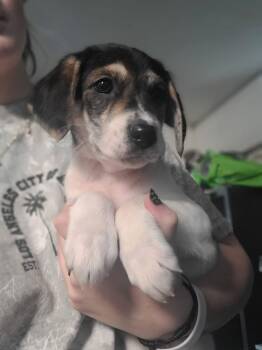 Terrier Dogs Available for Adoption - Tori | PetCurious