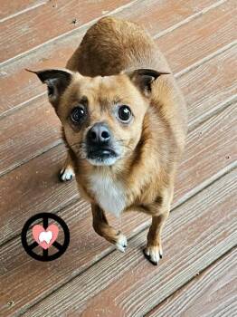 Socks -  Chihuahua and Jack Russell Terrier Dog for Adoption in Lebanon, Pennsylvania - Socks | PetCurious