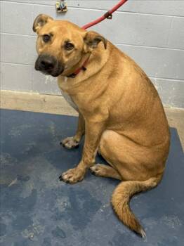 Rescue German Shepherd Dog and Pit Bull Terrier Dogs for Adoption in Woodland, California - JACK | PetCurious