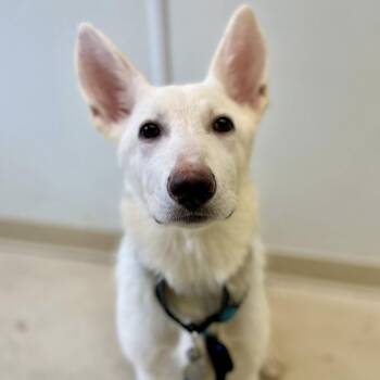 German Shepherd Dog Dogs Available for Adoption in Phoenixville, Pennsylvania - Pegasus | PetCurious