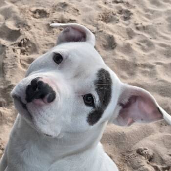 Rescue Mixed Breed Dogs for Adoption in Lexington, South Carolina - Krypto | PetCurious