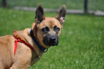 Niko -  Shepherd Dog for Adoption in Union Gap, Washington - Niko | PetCurious