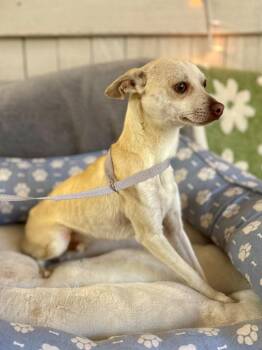 Chihuahua Dogs Available for Adoption - Nacho Libre (Bonded W/ Paco) | PetCurious
