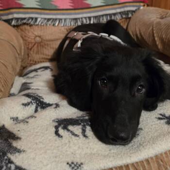 Dalton D69762 -  Cocker Spaniel and Black Labrador Retriever Dog for Adoption in Minnetonka, Minnesota - Dalton D69762 | PetCurious