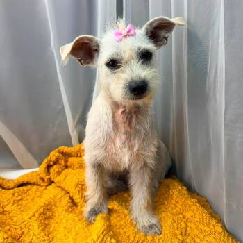 Jaky -  Terrier and Chihuahua Dog for Adoption in Foley, Alabama - Jaky | PetCurious