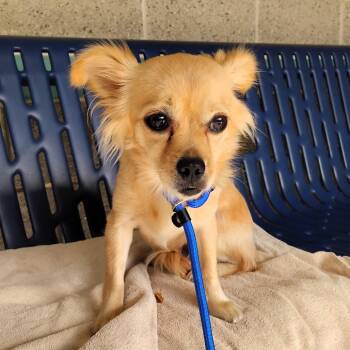 Rescue Chihuahua Dogs for Adoption in Pleasanton, California - PRINCESS | PetCurious