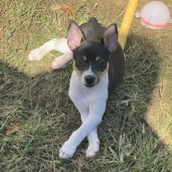 Rat Terrier Dogs Available for Adoption - Rip | PetCurious
