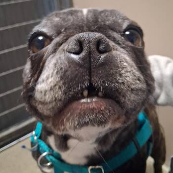 French Bulldog Dogs Available for Adoption in Murray, Utah - Julie | PetCurious
