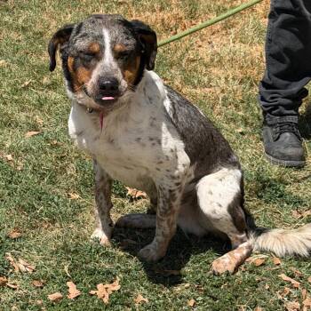 Big Mac fka Bernie -  Catahoula Leopard Dog and Mixed Breed Dog for Adoption in Denison, Texas - Big Mac Fka Bernie | PetCurious