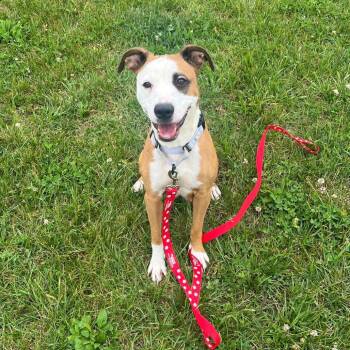 Hannah -  Mixed Breed Dog Available for Adoption in Marshall, Virginia - Hannah | PetCurious