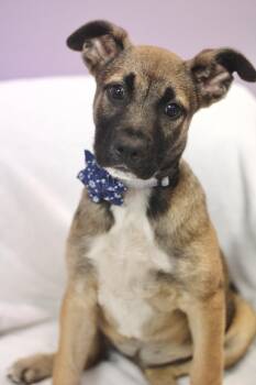Shepherd Dogs Available for Adoption in Manchester, New Hampshire - Holland In NH! Come Meet Our Adoptable Dogs Wednesday-Saturday.  | PetCurious