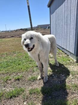 Great Pyrenees Dogs Available for Adoption - Boudreaux SAT | PetCurious