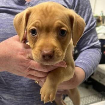 Mixed Breed Dogs Available for Adoption in Fredericksburg, Virginia - Carvey | PetCurious