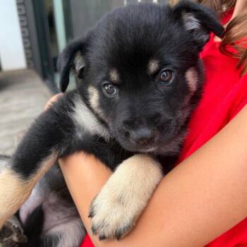 Naya -  Shepherd Dog for Adoption in Austin, Texas - Naya | PetCurious