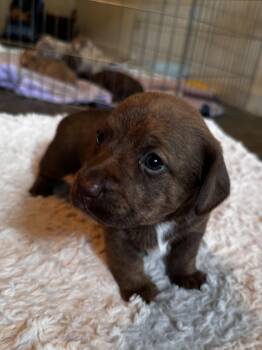 Rosemary -  Labrador Retriever and Miniature Schnauzer Dog for Adoption in Lakehead, California - Rosemary | PetCurious