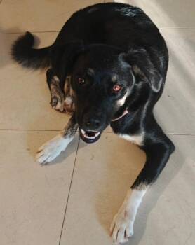 Sadie -  Siberian Husky and Mixed Breed Dog for Adoption in Houston, Texas - Sadie | PetCurious
