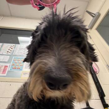 Mable -  Poodle and Mixed Breed Dog for Adoption in Murray, Utah - Mable | PetCurious