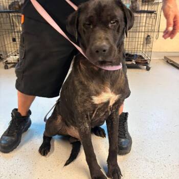 Booey -  Mixed Breed Dog for Adoption in Huntington, West Virginia - Booey | PetCurious