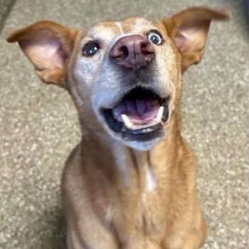 Georgia Peach -  Golden Retriever and Husky Dog for Adoption in Ottawa Hills, Ohio - Georgia Peach | PetCurious