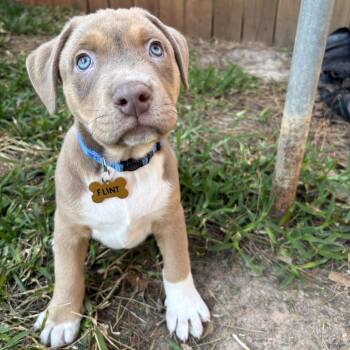 Pit Bull Terrier and Retriever Dogs Available for Adoption - Flint  | PetCurious