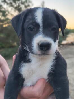 Dracula -  Pit Bull Terrier and Australian Shepherd Dog for Adoption in Avon, Connecticut - Dracula | PetCurious