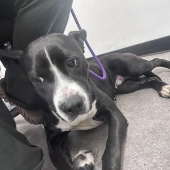 Duchesse -  Mixed Breed Dog for Adoption in Philadelphia, Pennsylvania - Duchesse | PetCurious