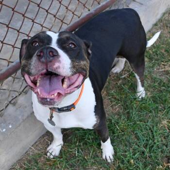 Toya -  Pit Bull Terrier and Labrador Retriever Dog for Adoption in Beaumont, Texas - Toya | PetCurious