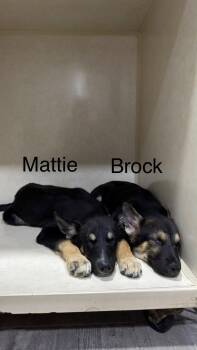 Mattie -  German Shepherd Dog and Husky Dog for Adoption in El Centro, California - Mattie | PetCurious
