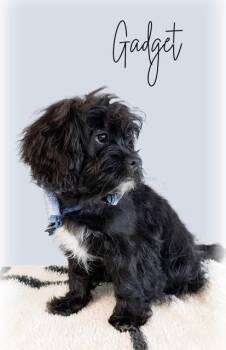 Gadget -  Pekingese and Poodle Dog for Adoption in Tulsa, Oklahoma - Gadget | PetCurious