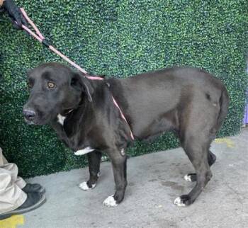 Moana -  Labrador Retriever and Mixed Breed Dog for Adoption in El Paso, Texas - Moana | PetCurious