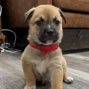 Mona April Showers -  Pit Bull Terrier and Labrador Retriever Dog for Adoption in Friendswood, Texas - Mona April Showers | PetCurious
