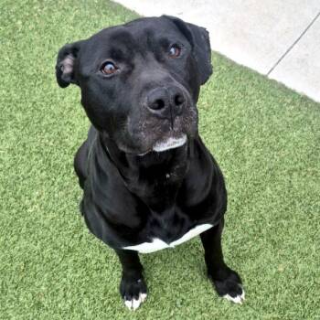 Pit Bull Terrier Dogs Available for Adoption in Des Moines, Iowa - Jorel | PetCurious