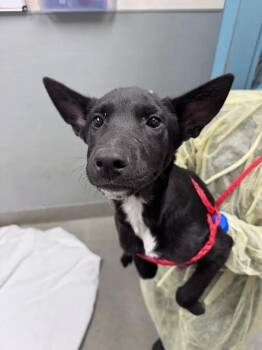 EARS -  Australian Cattle Dog Blue Heeler and Belgian Shepherd Malinois Dog for Adoption in Las Vegas, Nevada - EARS | PetCurious