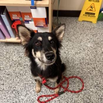 Bacon -  Finnish Spitz and Mixed Breed Dog for Adoption in Lakeland, Florida - Bacon | PetCurious