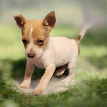 Chihuahua Dogs Available for Adoption - Cindy  | PetCurious