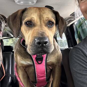 Pit Bull Terrier Dogs Available for Adoption in Hobe Sound, Florida - Beck | PetCurious