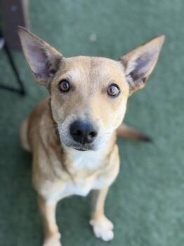 Maliki -  German Shepherd Dog Dog for Adoption in Sacramento, California - Maliki | PetCurious
