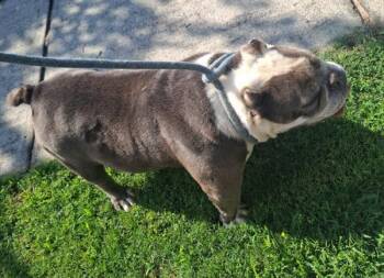 Ic-11 Beefy -  American Bully Dog for Adoption in Lawrenceville, Georgia - Ic-11 Beefy | PetCurious