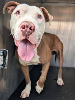 CROWLEY -  American Staffordshire Terrier Dog for Adoption in San Antonio, Texas - CROWLEY | PetCurious