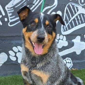 FOSTER NEEDED - Ralphie -  Australian Cattle Dog Blue Heeler Dog for Adoption - FOSTER NEEDED - Ralphie | PetCurious