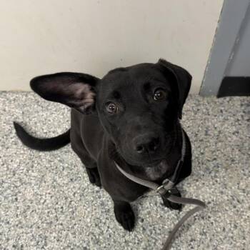 Otis -  Labrador Retriever Dog for Adoption in Birmingham, Alabama - Otis | PetCurious